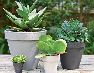 Саксийни растения