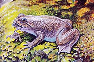 Създадоха клониран ембрион на изчезнал вид жаба