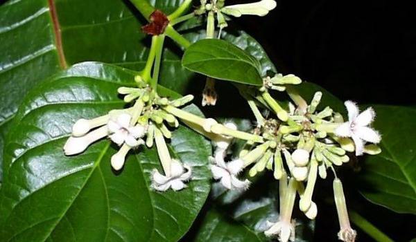 Хининово дърво