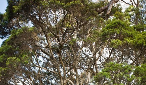 Чаено дърво