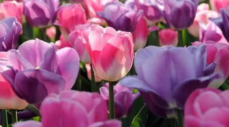 Царството на лалетата завзема 15 км алеи