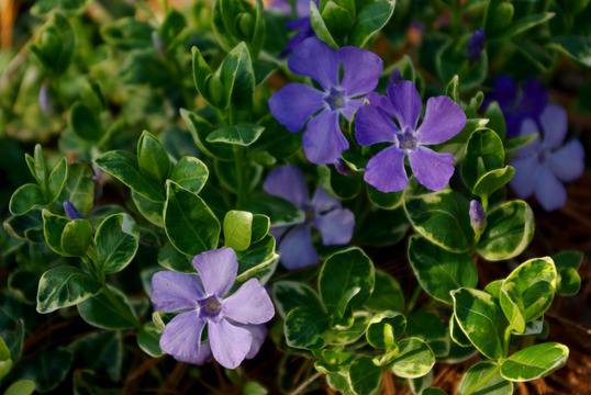 Винка – минор