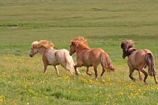 Тодоровден