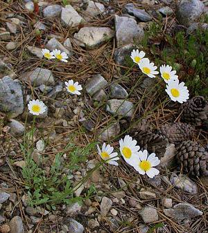 9 нови защитени местности за опазване на 20 застрашени вида растения