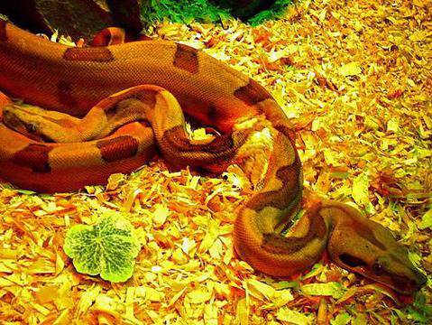 Екзотични змии, гущери и паяци в Националния музей