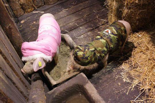 Прасета и кокошки първи влязоха в „Къртицата“