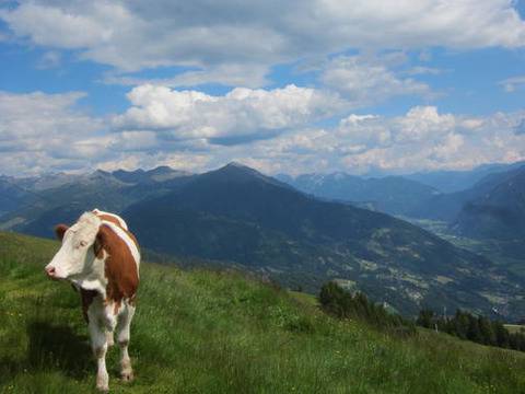 Обявиха българското родопско говедо за застрашен вид