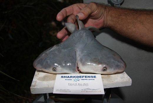 Рибар откри първата бича акула с две глави