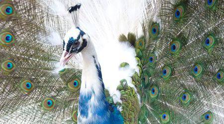 Сватба на пауни – моят късмет като видеооператор