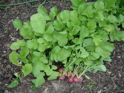 Биоземеделие, био продукти, био храни, екология, здраве