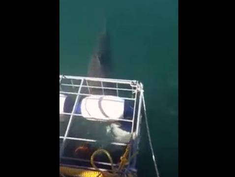 Огромна акула нахлу в клетка с водолази