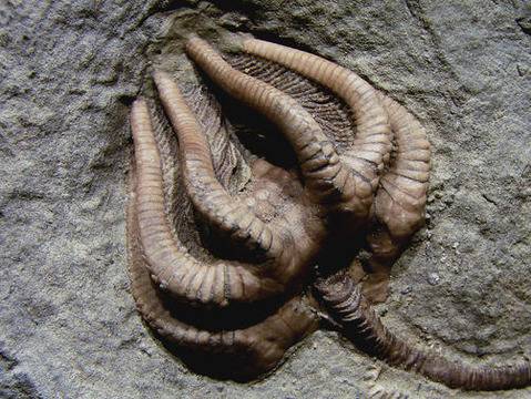 Откриха древни черупчести мекотели при разкопки в Бургас