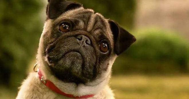 Освободи Джордж и спечели плюшен мопс или тениска от Mtel