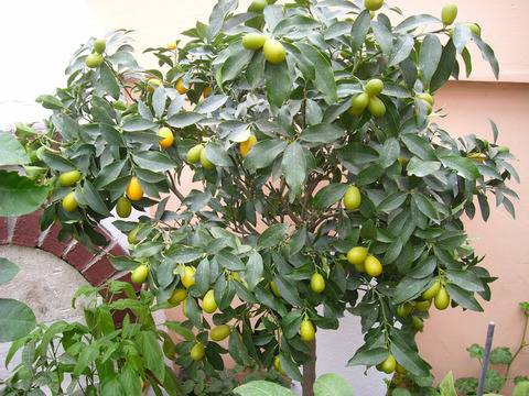 Да си отгледаме био зеленчуци и плодове у дома