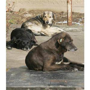 Селско куче наследи 1 милион долара 1144