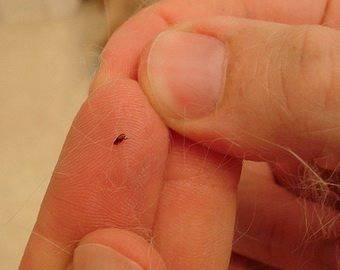 В Германия загинаха 300 артисти от уникален цирк