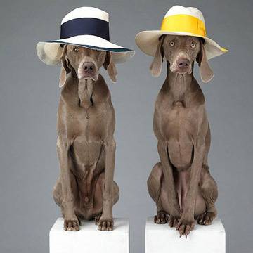 Кучетата на Уилям Уегман в рекламна фотосесия на ACNE – колекция пролет-лято 2013