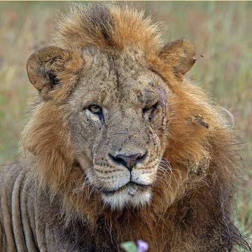 Един български лев