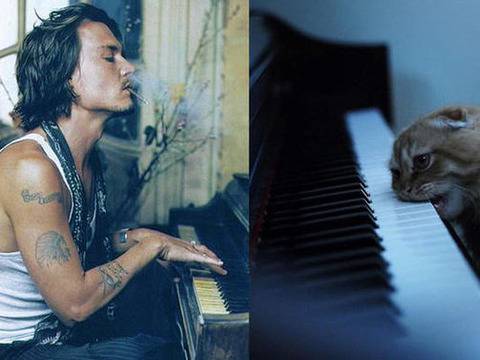 Секси котараци с лъскави мустаци