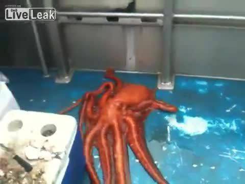 Октопод минава през малка дупка