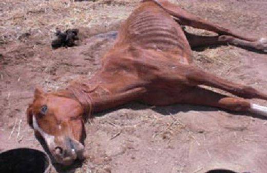 Организирани банди разфасоват живи коне