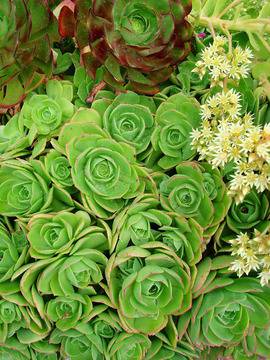 Изумителното съвършенство на природата: сукуленти