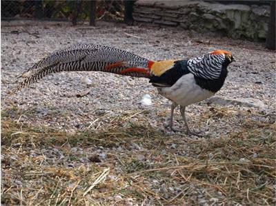 Откраднаха 94 гълъба и диамантен фазан за 9 600 лева