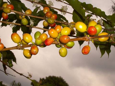 Празници на кафето: 17 февруари – Ден на кафето с мляко във Франция