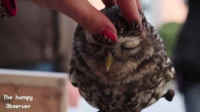 Най-сладките животни! – Обичайте Природата и Земята !!!