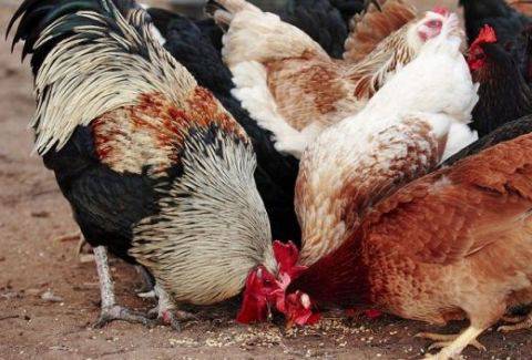 21 души са заразени с новия вирус на птичи грип в Китай