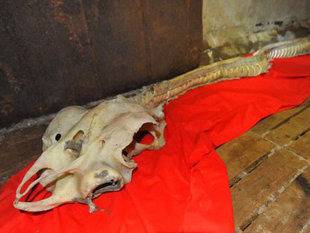 НЕВЕРОЯТНО! Вижте истинско морско чудовище