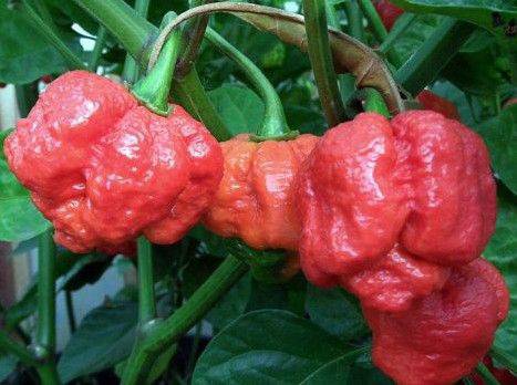 Най-лютата чушка в света не става за ядене