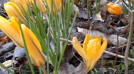 Фотогалерия: Минзухари и кокичета