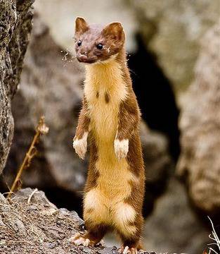 Купуваш куче, получаваш… невестулка