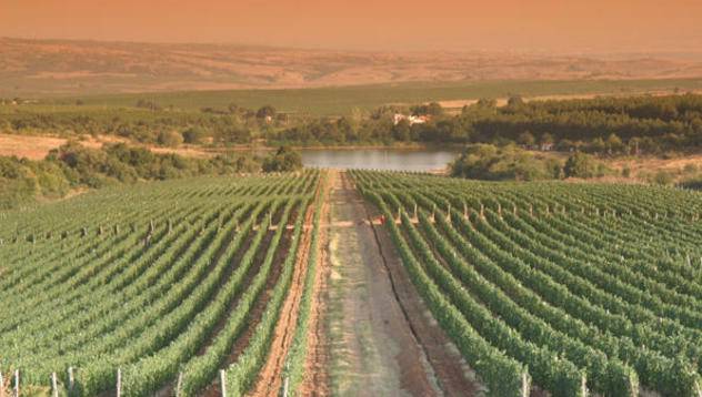 Изплащат парите за подмладяване на лозя по нови критерии