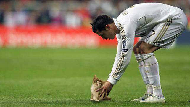 Снимки: Пухкави котенца вместо спортни топки