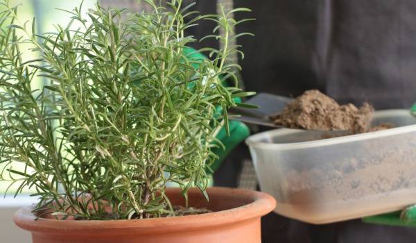Да си отгледаме розмарин в саксия