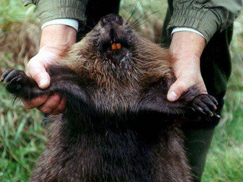 Побеснял бобър разкъса и уби рибар