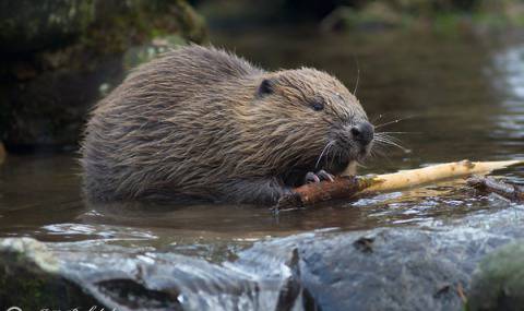 Мъж загина след ухапване от бобър