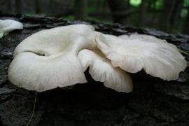 Пъдпъдъци и гъби кладница отглеждат в Кюстендилско по „Млад фермер“