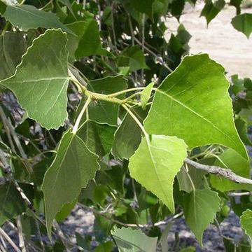 Косьо Любенов: Пъпка от топола лекува подагра, артрит и бъбречни възпаления!