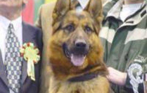 Немска овчарка опита да спаси стопанина си