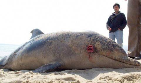 Откриха мъртъв делфин на скалите между курортите Слънчев ден и Св. Константин
