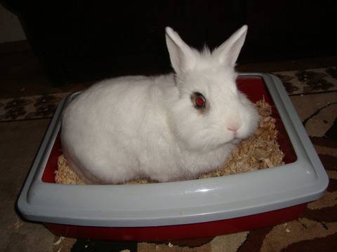 Декоративният заек и хигиенните навици