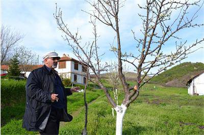 Зъболекар бере от едно дърво череши, сливи и кайсии