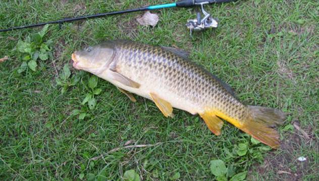 47-дневна забрана за любителския риболов