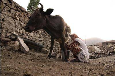 Електронна крава управлява ферми в Кения