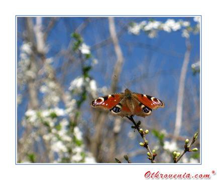 ico10 – Пролетен полъх – фото: Природа, Макро