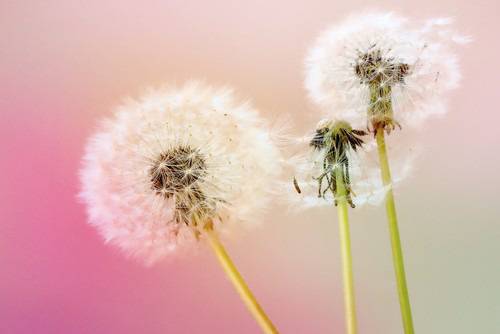 Глухарче за детоксикация