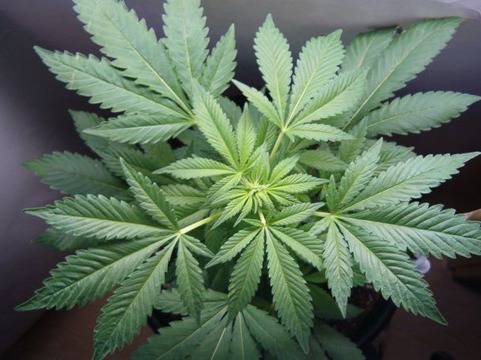 Марихуана с лечебна цел